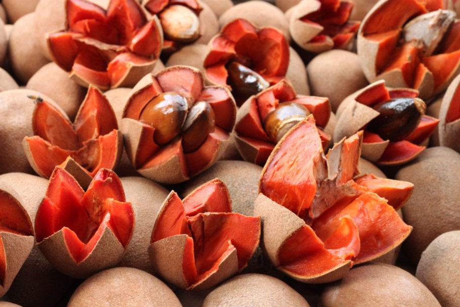 Арбутус Земляничное дерево