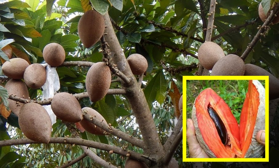 Тропического дерева Саподилла