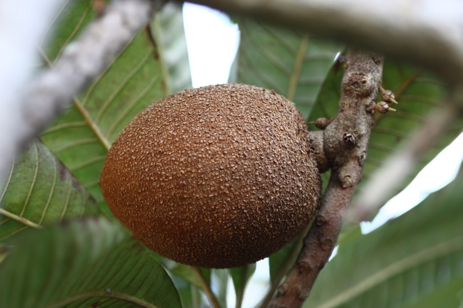 Подокарпус макрофиллус