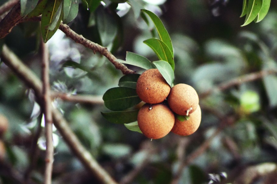 Черная сапота дерево