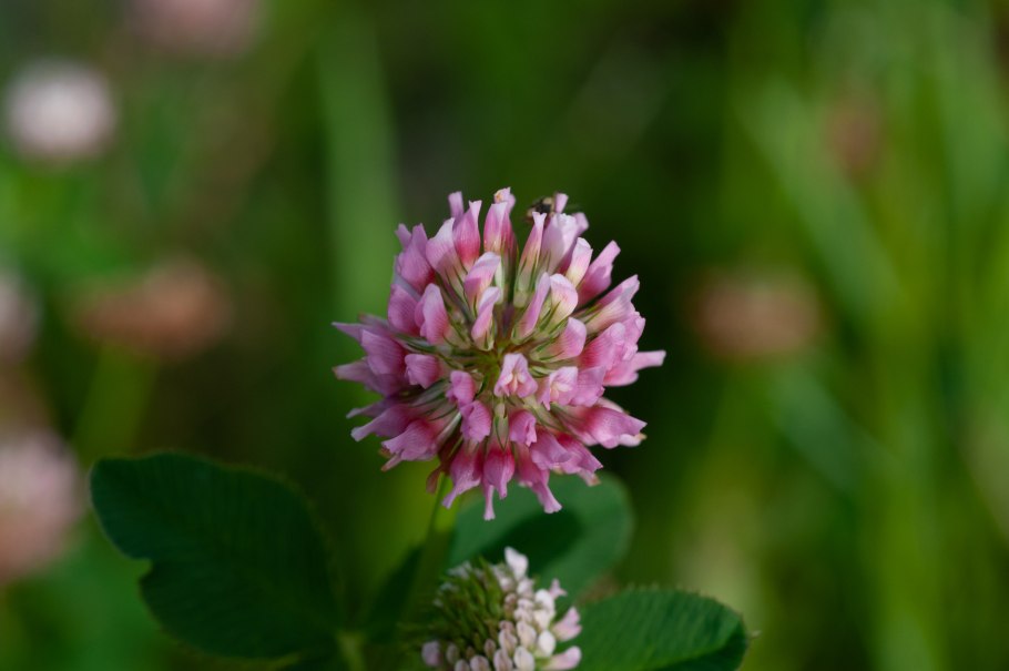 Клевер гибридный (Trifolium hybridum)