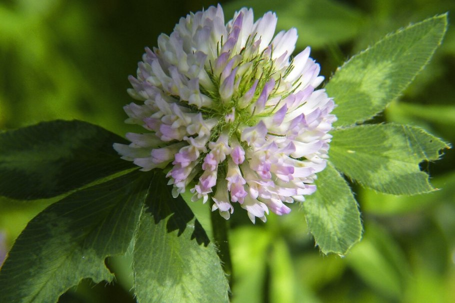 Клевер Луговой растение