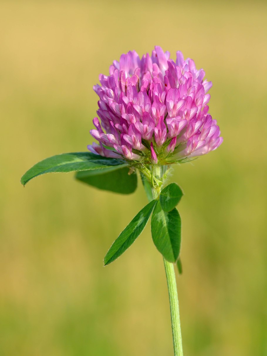 Клевер Луговой Trifolium praténse