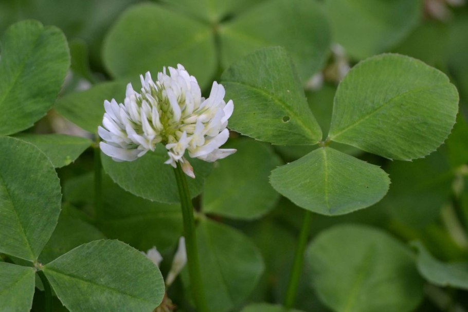 Клевер Луговой растение