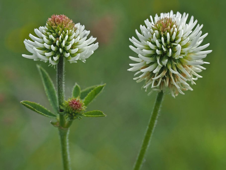 Черешки клевера Лугового