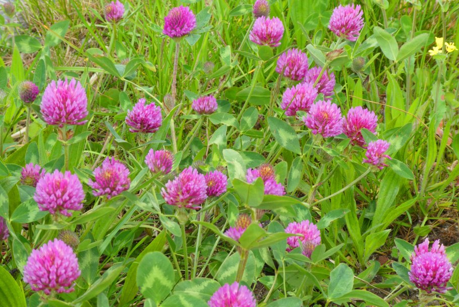Клевер Луговой Trifolium praténse