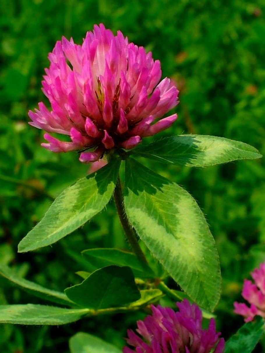 Клевер пунцовый (Trifolium incarnatum)