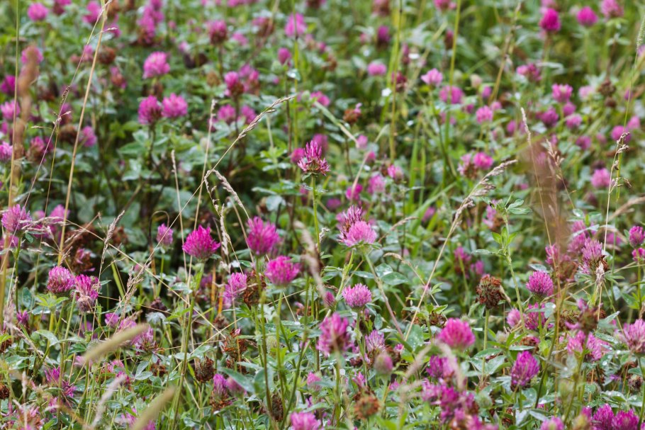 Клевер белый Ривендел