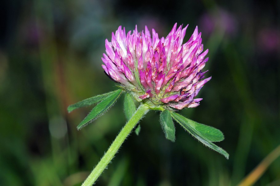 Клевер (Trifolium)