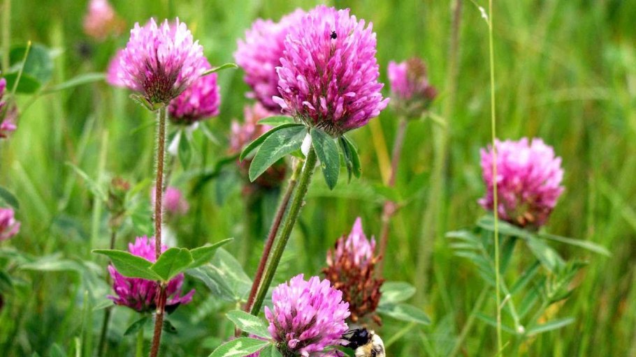 Клевер Луговой Trifólium praténse