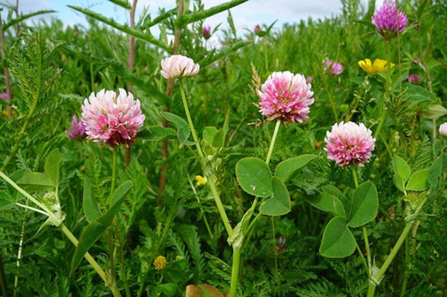 Клевер розовый Trifolium hybridum