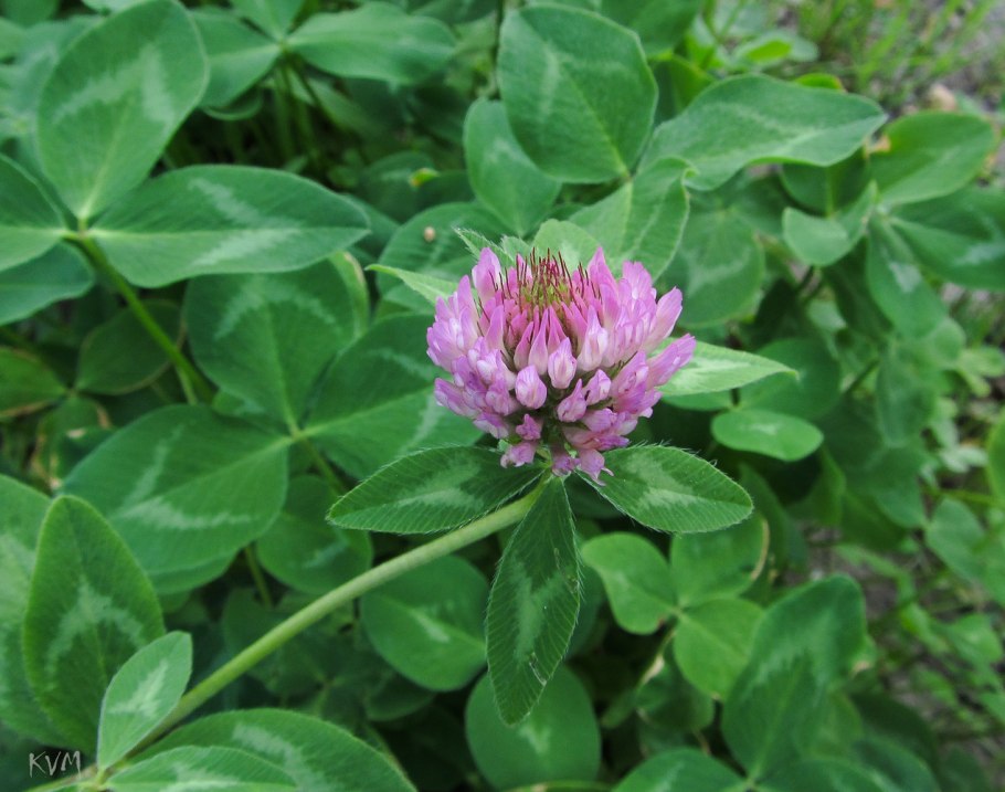 Клевер красный (Trifolium Rubens)