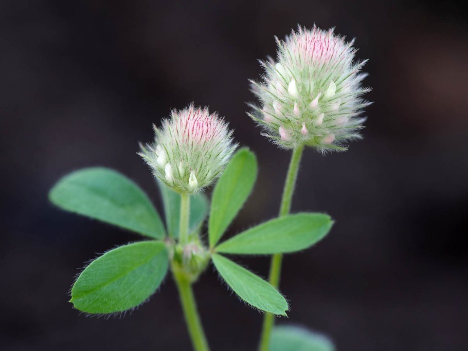 Клевер Луговой красный для газона