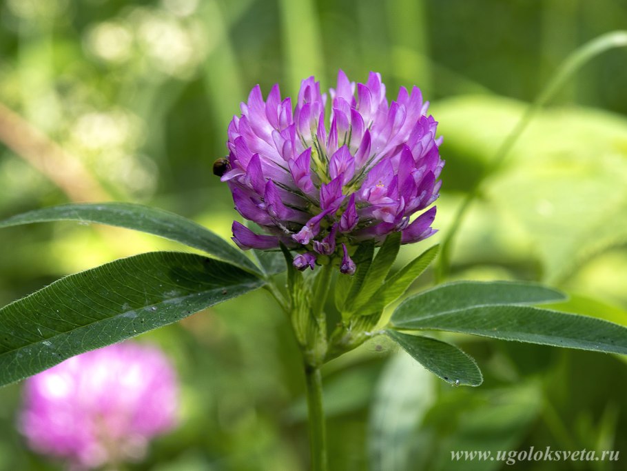 Клевер Луговой Trifolium praténse