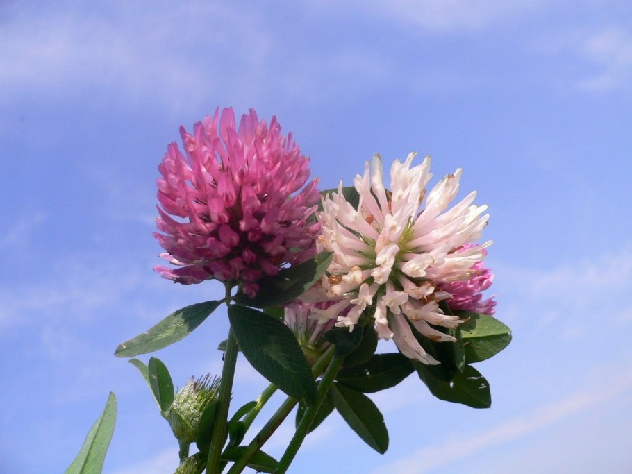 Клевер полевой Trifolium arvense