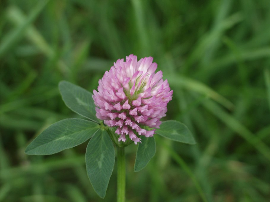 Клевер Луговой Trifolium praténse
