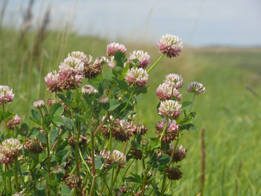 Клевер Луговой Trifolium praténse
