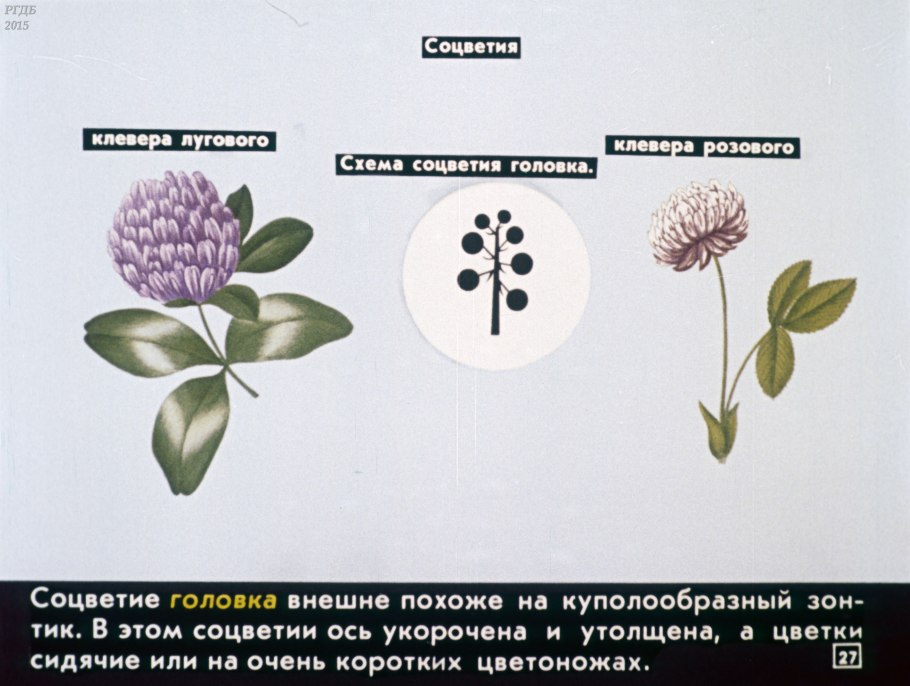 Клевер — Trifolium pratense