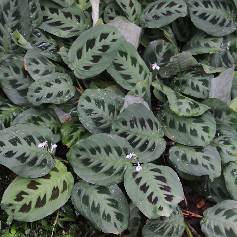 Маранта leuconeura