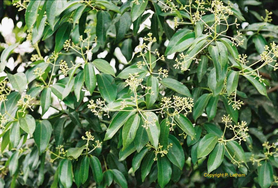 Коричное дерево (Cinnamomum zeylanicum)