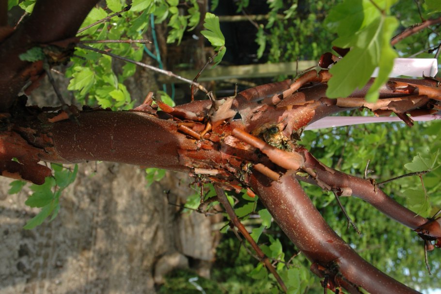 Cinnamomum zeylanicum