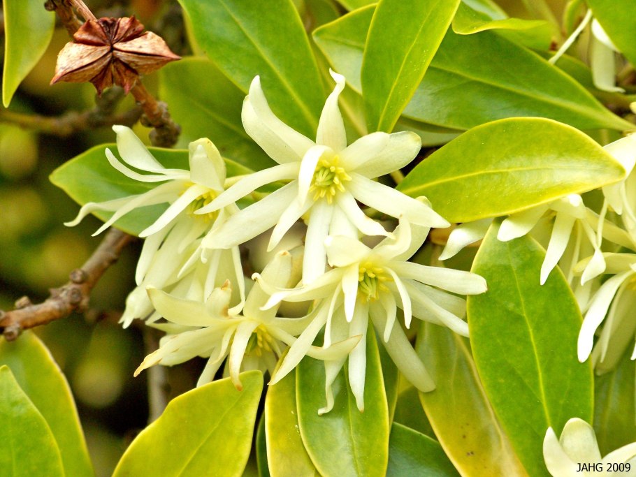 Cinnamomum zeylanicum