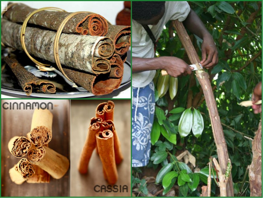 Коричное дерево шри-ланка