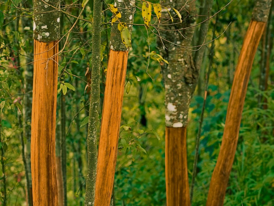 Коричник цейлонский дерево