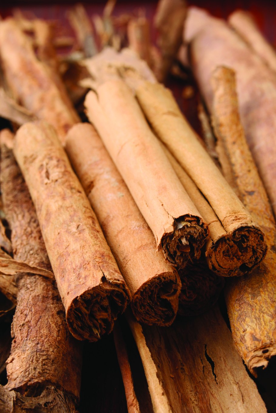 Камфорный лавр побеги