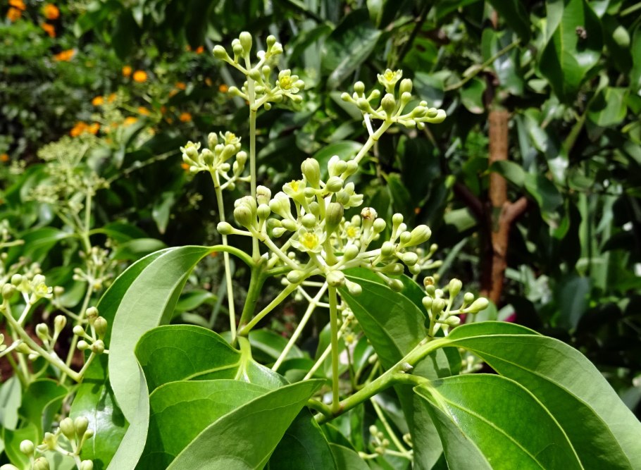Cinnamomum zeylanicum