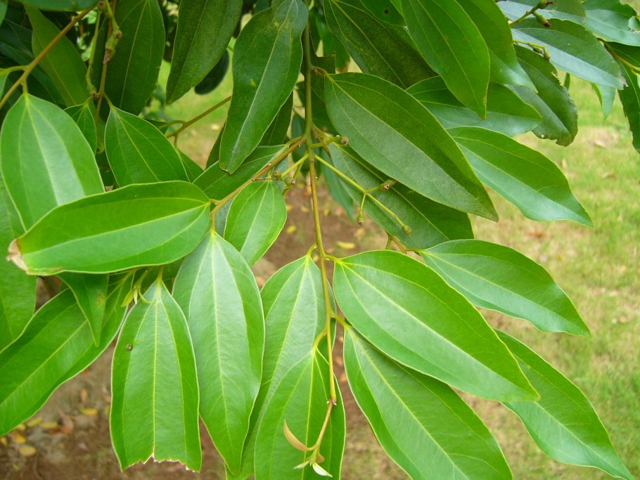 Cinnamomum Cassia