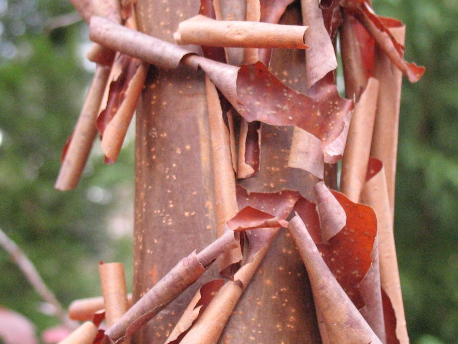 Корица цейлонская растение