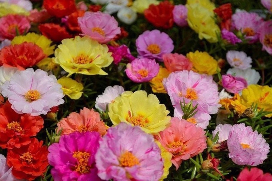 Портулак крупноцветный