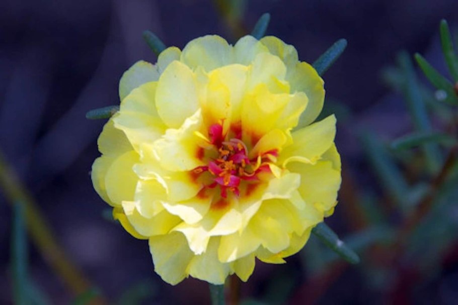 Портулак Portúlaca Sunglo