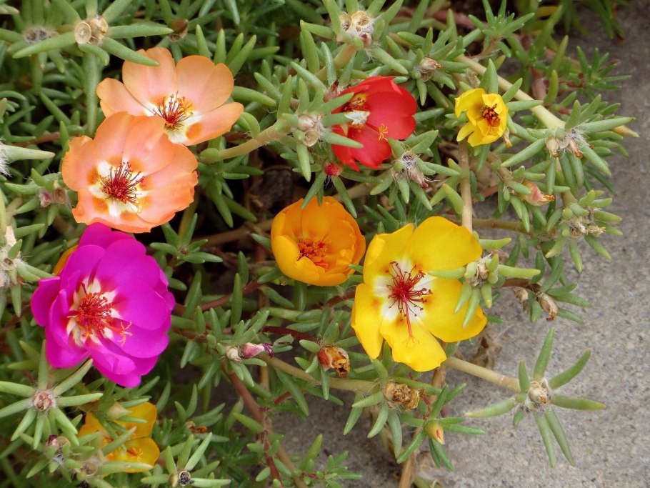 Портулак Сансикэ