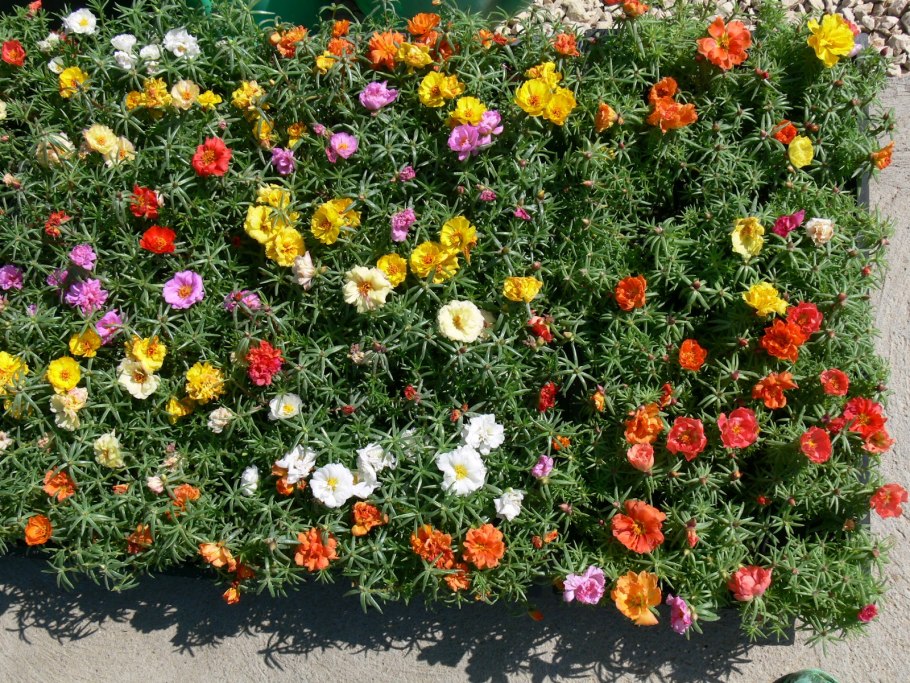 Портулак Княжеский коврик