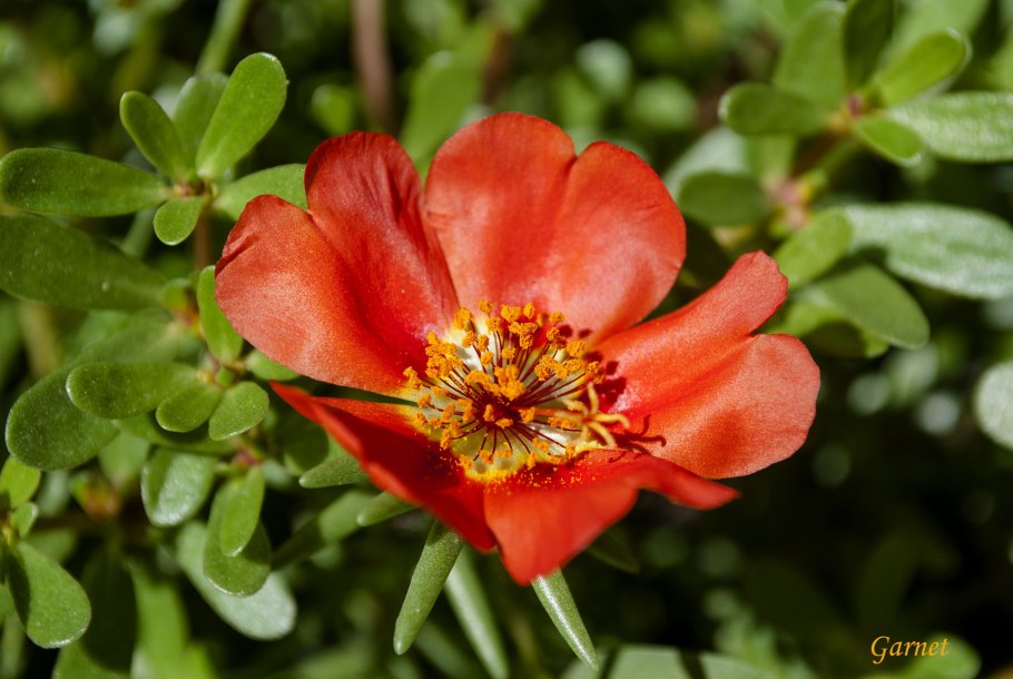 Портулак фламенко