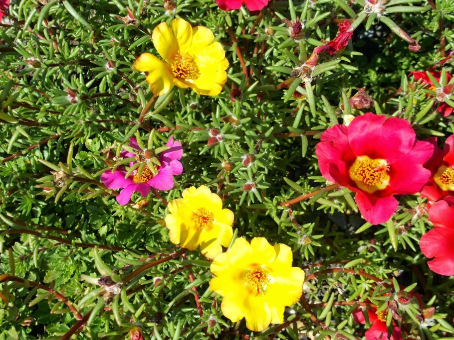 Портулак Альпийский