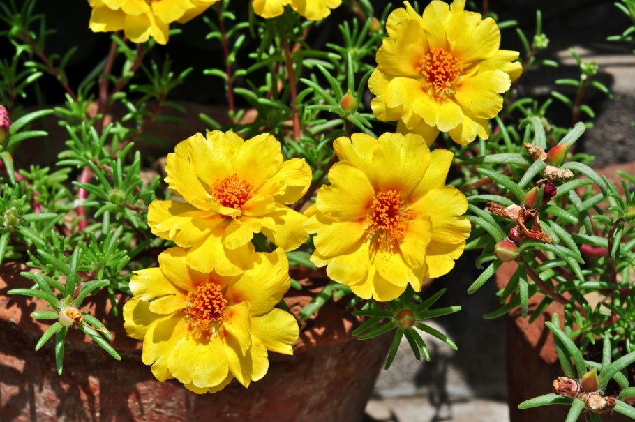 Портулак Portulaca Apricot