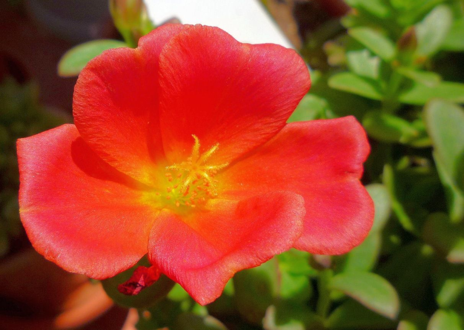 Портулак красный