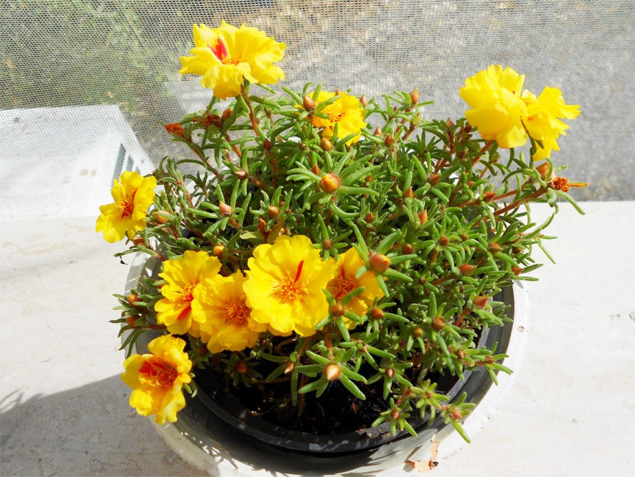 Портулак Королевский