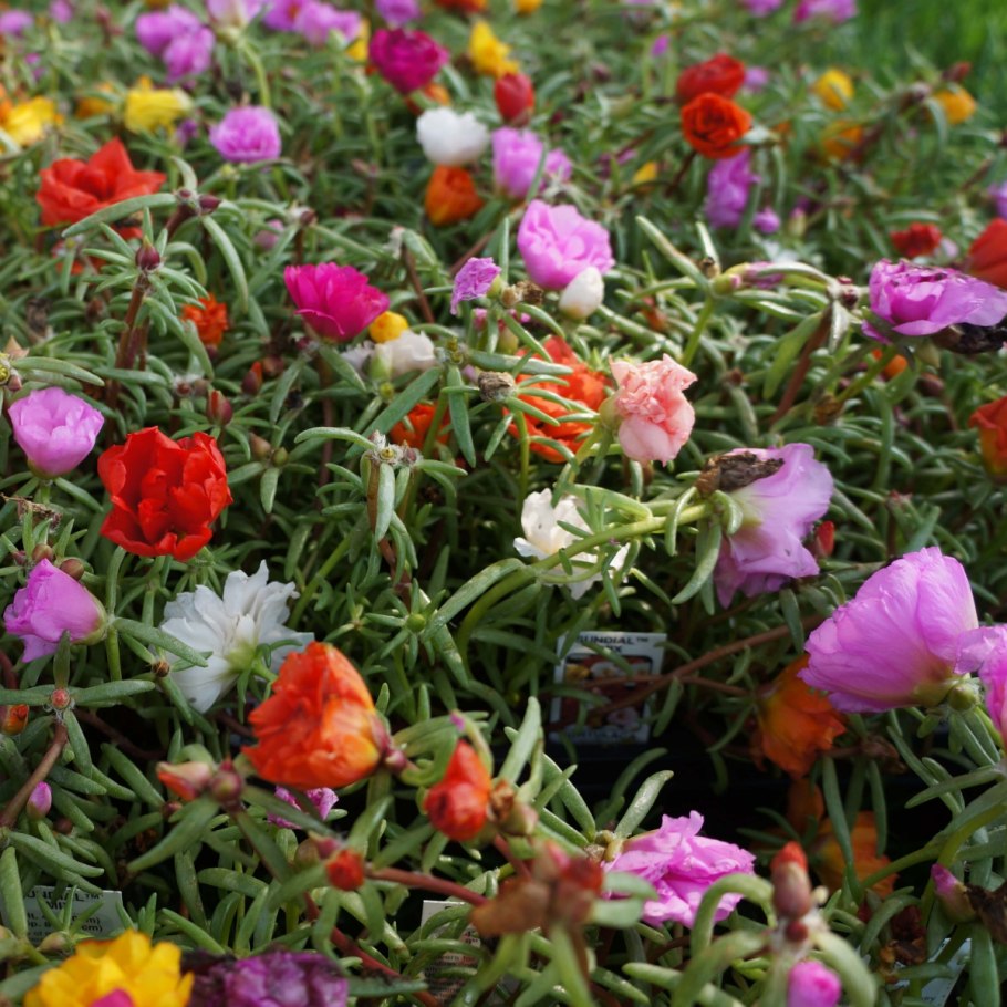 Портулак махровый крупноцветковый