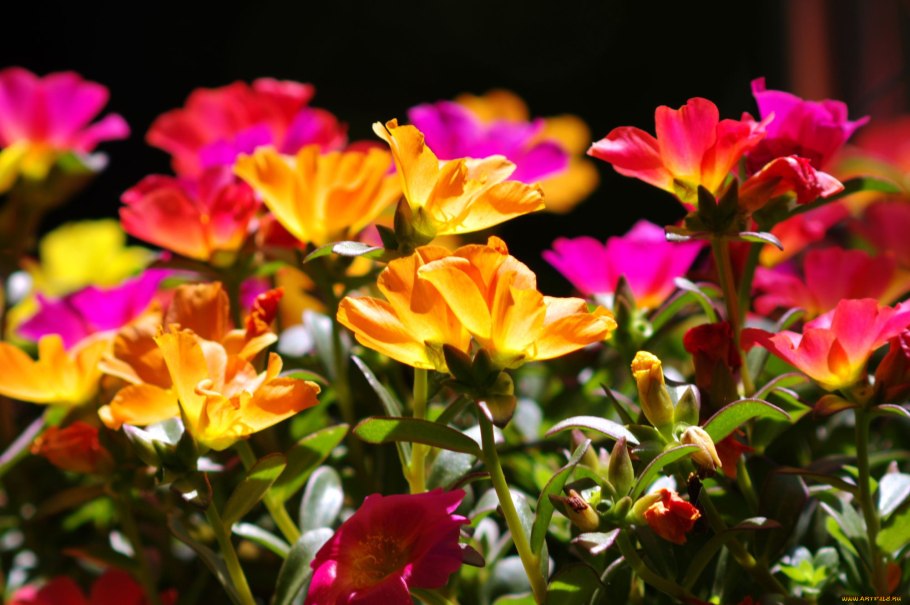 Портулак цветы однолетник