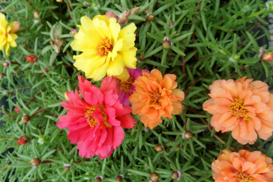 Портулак грандифлора