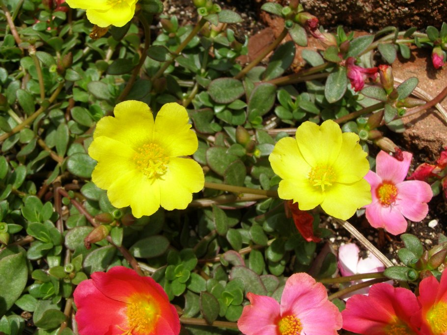 Портулак Хэппи