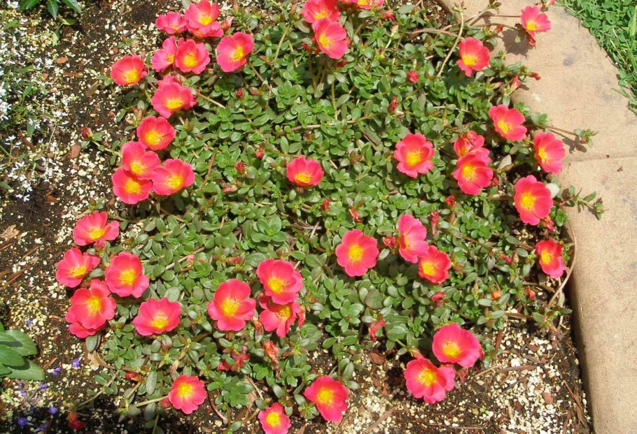 Портулак почвопокровный