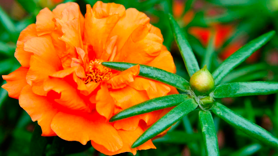 Портулак махровый оранжевый