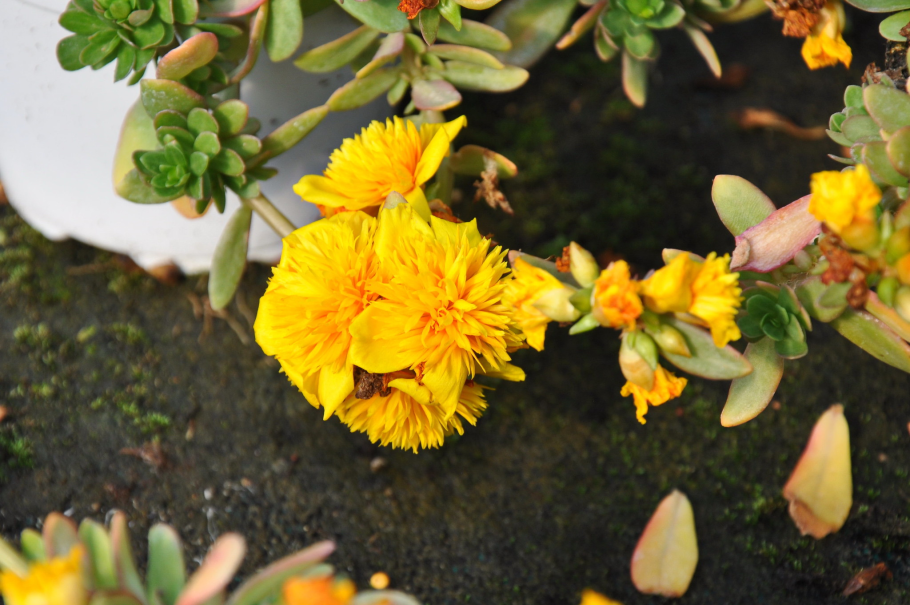 Портулак в Южной Америке