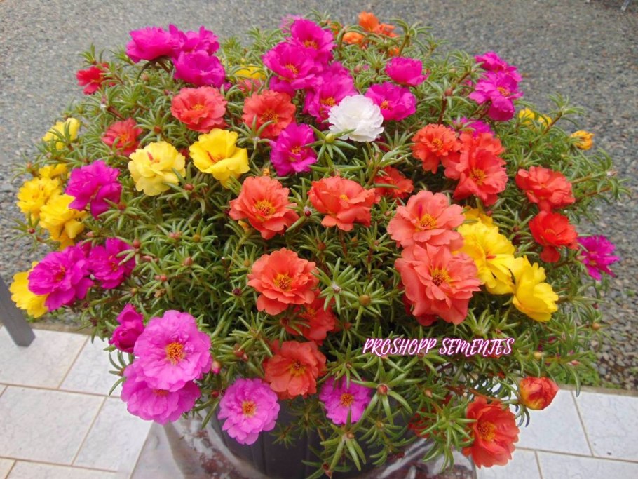 Портулак махровый крупноцветковый