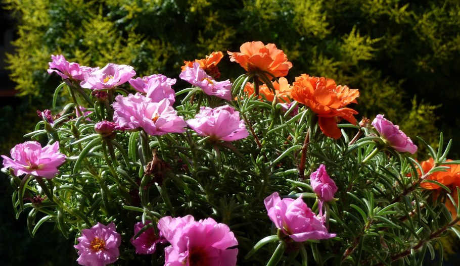 Портулак крупноцветный